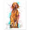Vizsla Dog