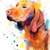 Vizsla Vizsla