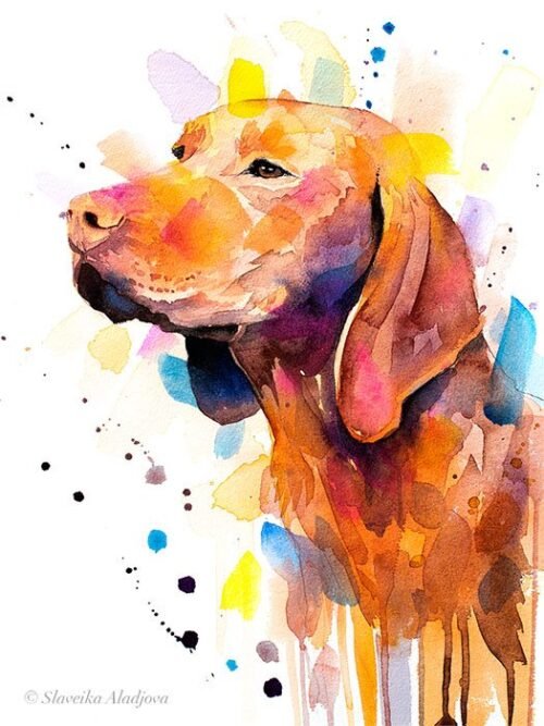 Vizsla
