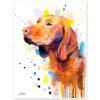 Vizsla Vizsla
