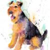 Welsh Terrier Welsh Terrier