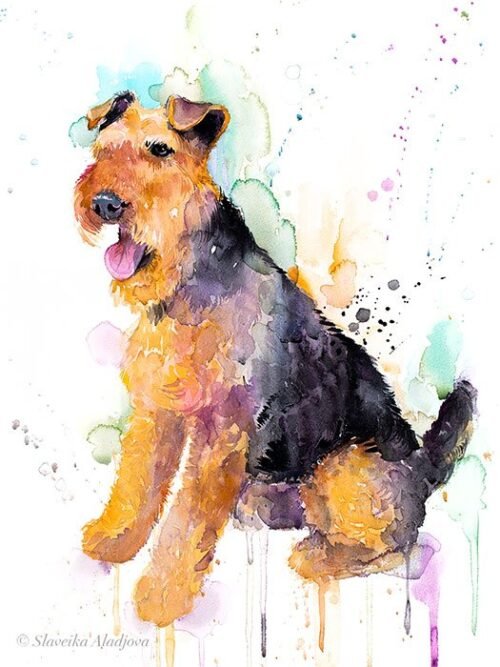 Welsh Terrier