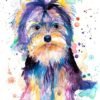 Yorkshire Terrier Yorkshire Terrier