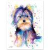 Yorkshire Terrier Yorkshire Terrier