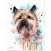 Cairn Terrier color