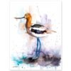American Avocet