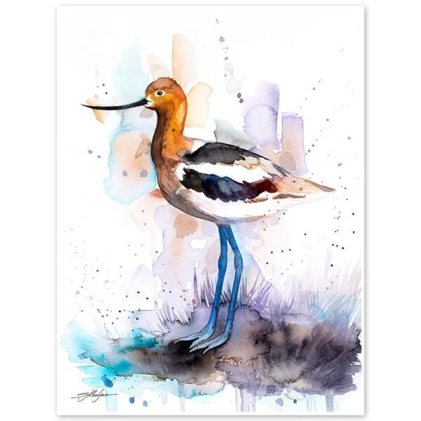 American Avocet