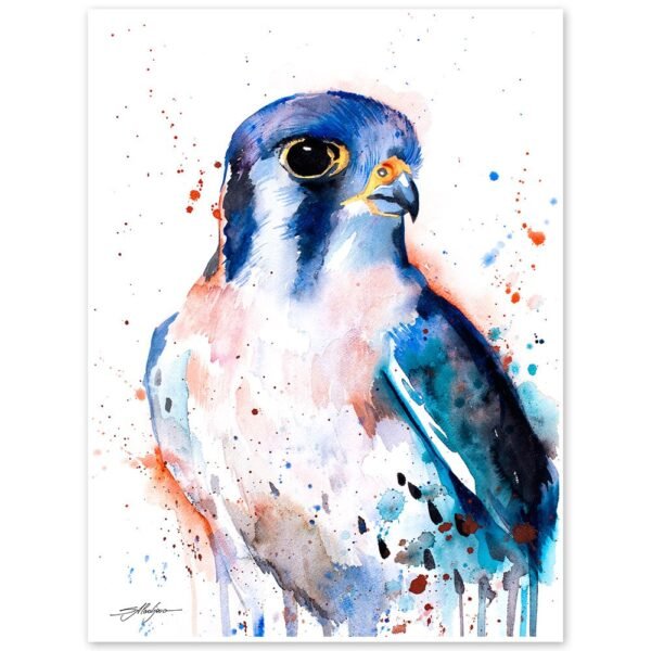 American Kestrel
