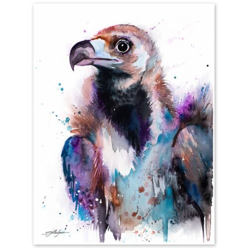 Cinereous vulture, Eurasian black vulture