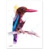 White-throated Kingfisher White-throated Kingfisher