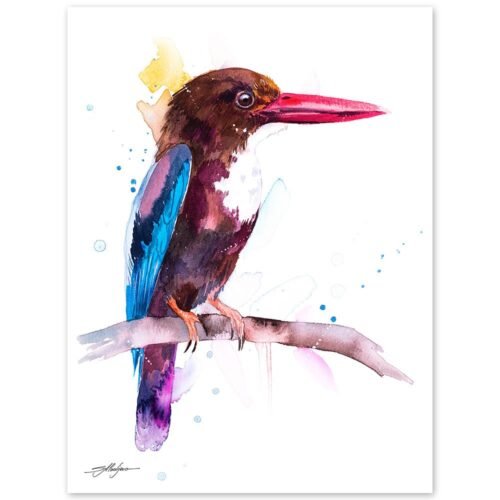 White-throated Kingfisher