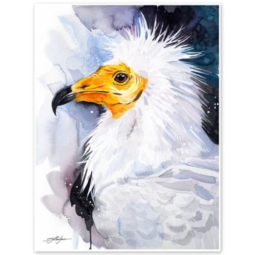 Egyptian Vulture, Old World Vulture, White Scavenger Vulture