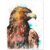 Bald Eagle Bald Eagle