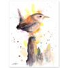 Wren