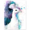 White Peacock