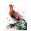 Red grouse