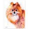 Pomeranian