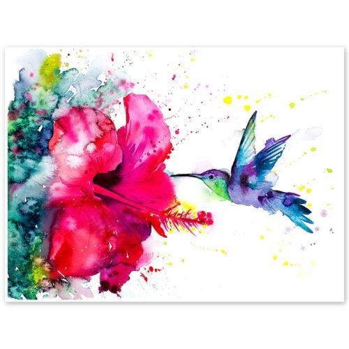 Violetear Hummingbird