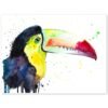 Keel-Billed Toucan