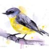Eastern yellow robin