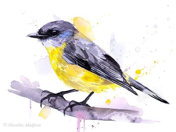 Eastern yellow robin