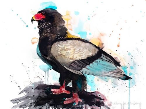 Bateleur Eagle