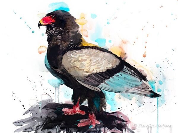 Bateleur Eagle Bateleur Eagle
