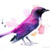 Amethyst starling