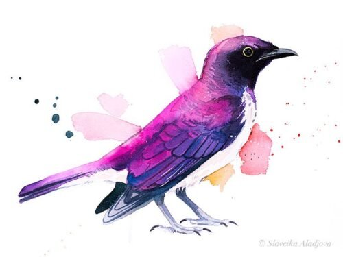 Amethyst starling