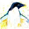 Adelie penguin