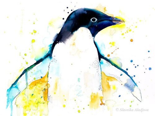 Adelie penguin