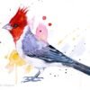 Red-crested cardinal