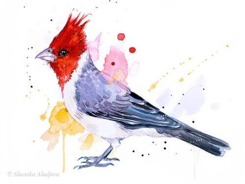 Red-crested cardinal