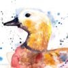 Ruddy shelduck Duck
