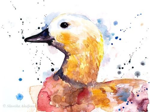Ruddy shelduck Duck