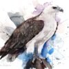 White-bellied sea eagle