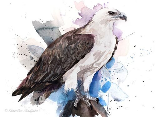 White-bellied sea eagle