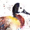White-faced whistling duck