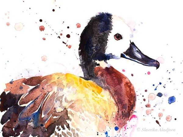 White-faced whistling duck
