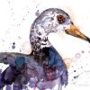White-winged duck