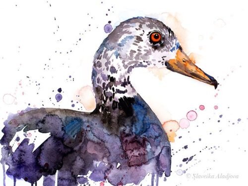 White-winged duck