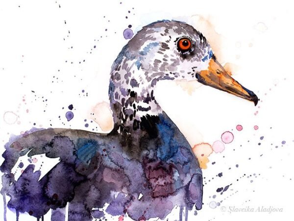White-winged duck