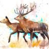 Deer love