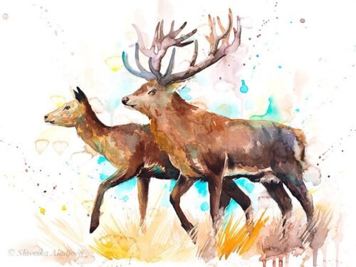 Deer love
