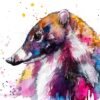 Coati