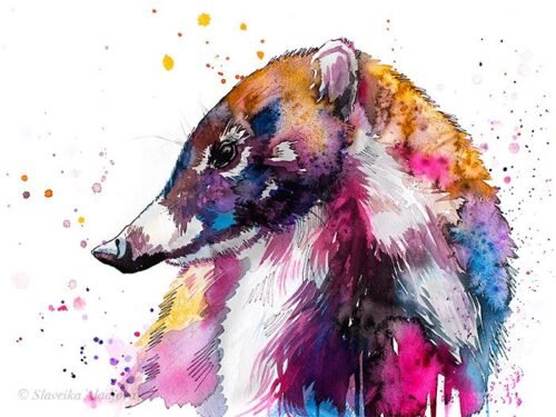 Coati