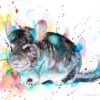 Chinchilla Chinchilla