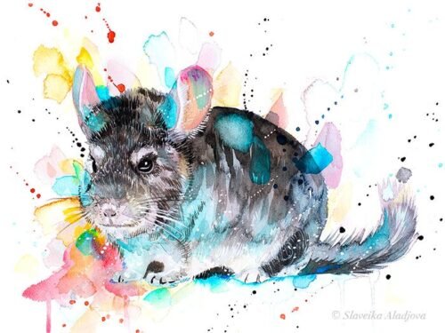 Chinchilla