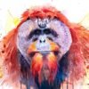 Bornean orangutan Bornean orangutan