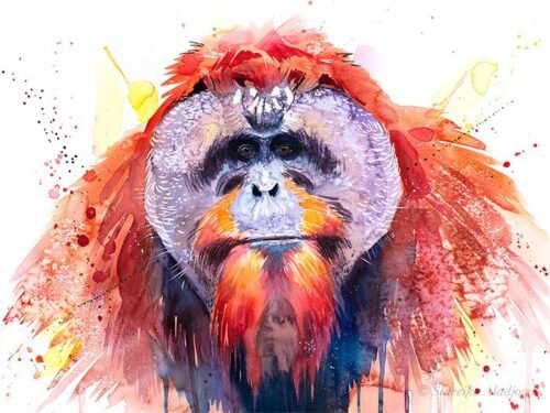 Bornean orangutan
